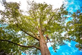 Best Arborist Consultation Services  in Talpa, NM